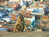 Jaipur