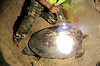 Turtle Islands