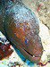Sipadan