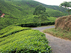 Munnar