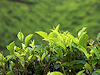 Munnar