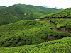 Munnar