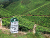 Munnar