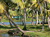Alappuzha