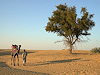 Jaisalmer
