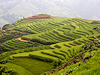 Sapa