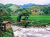 Sapa