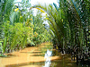 Delta Mekongu
