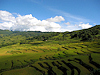 Yuanyang