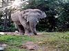 Khao Yai