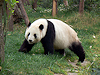 Chengdu