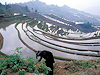 Yuanyang